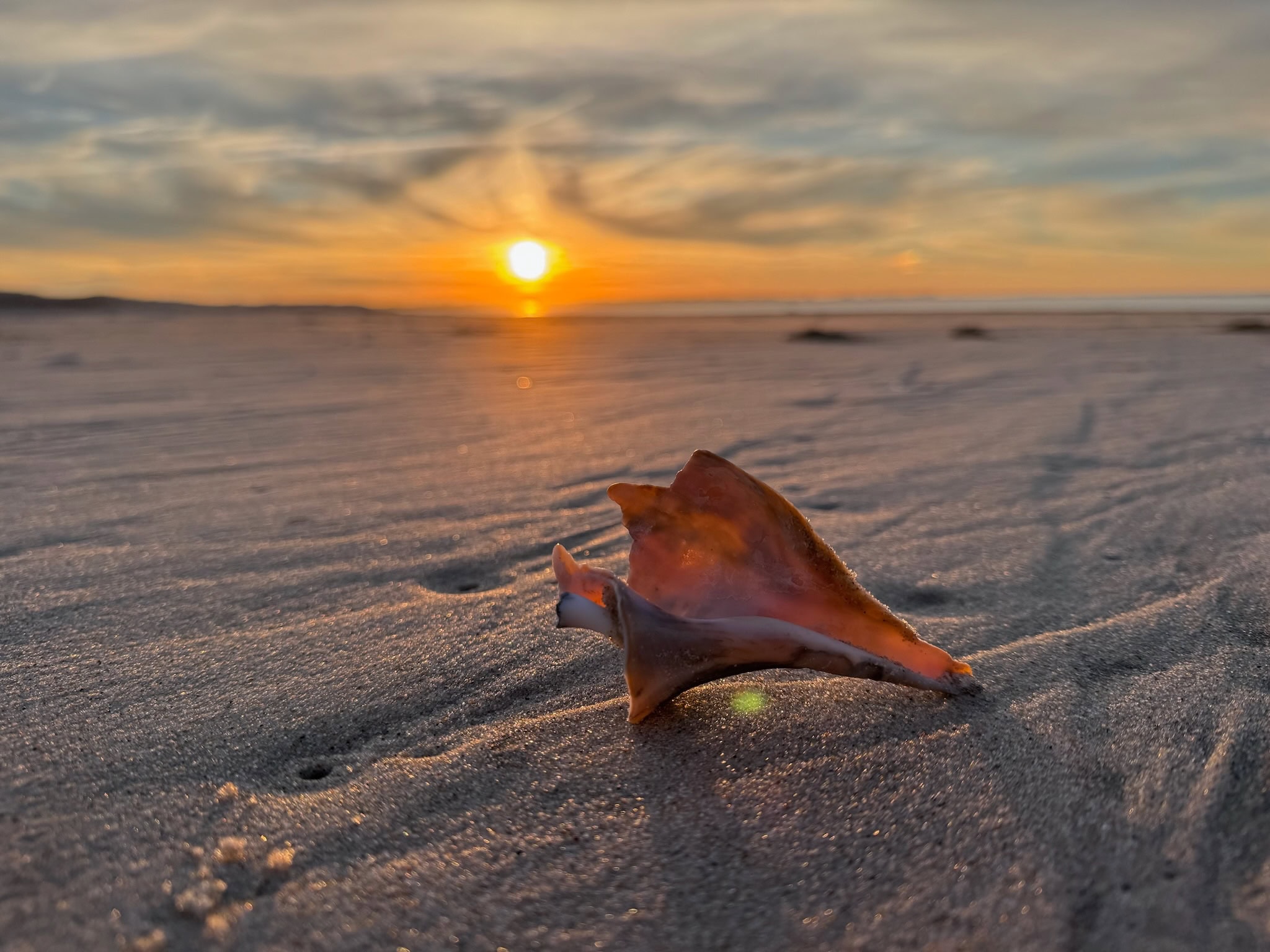 Conch shell on sandy beach below sunset