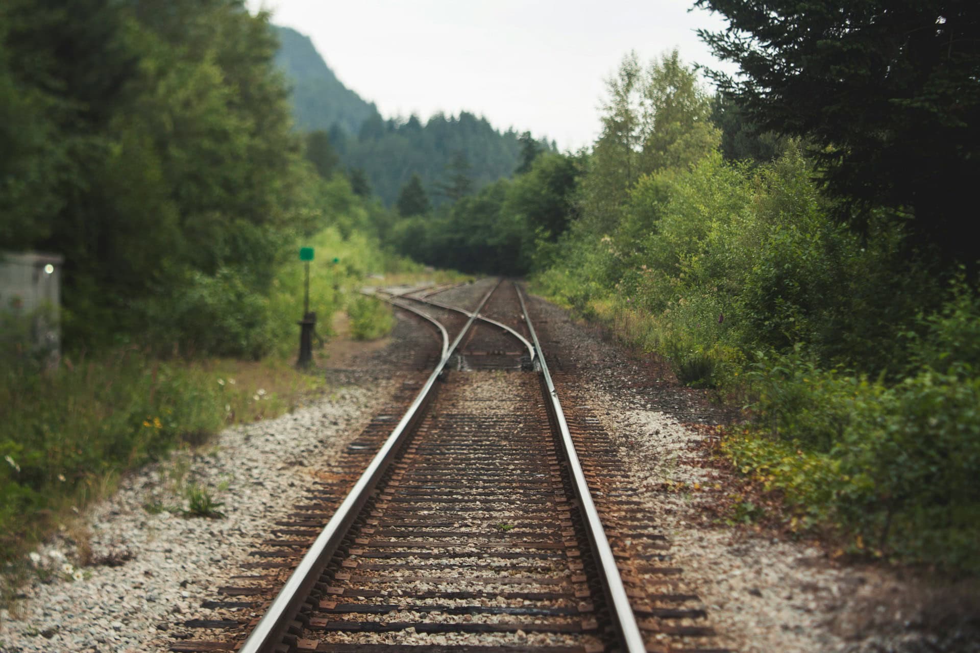 Train tracks diverging through a green wood